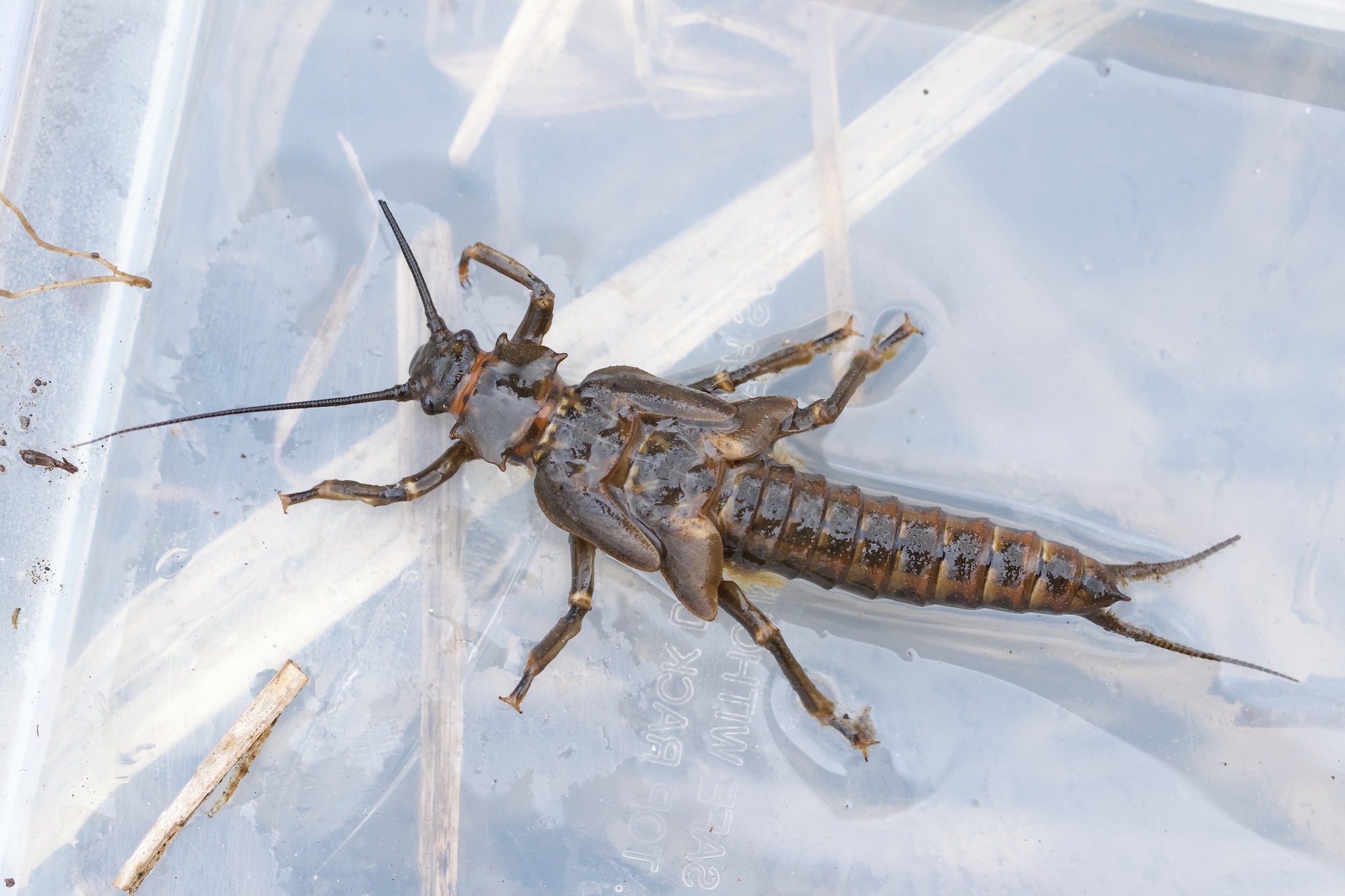 Giant Black Stonefly Nymph