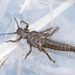 Giant Stoneflies and Salmonflies - Photo (c) Owen Strickland, some rights reserved (CC BY), uploaded by Owen Strickland