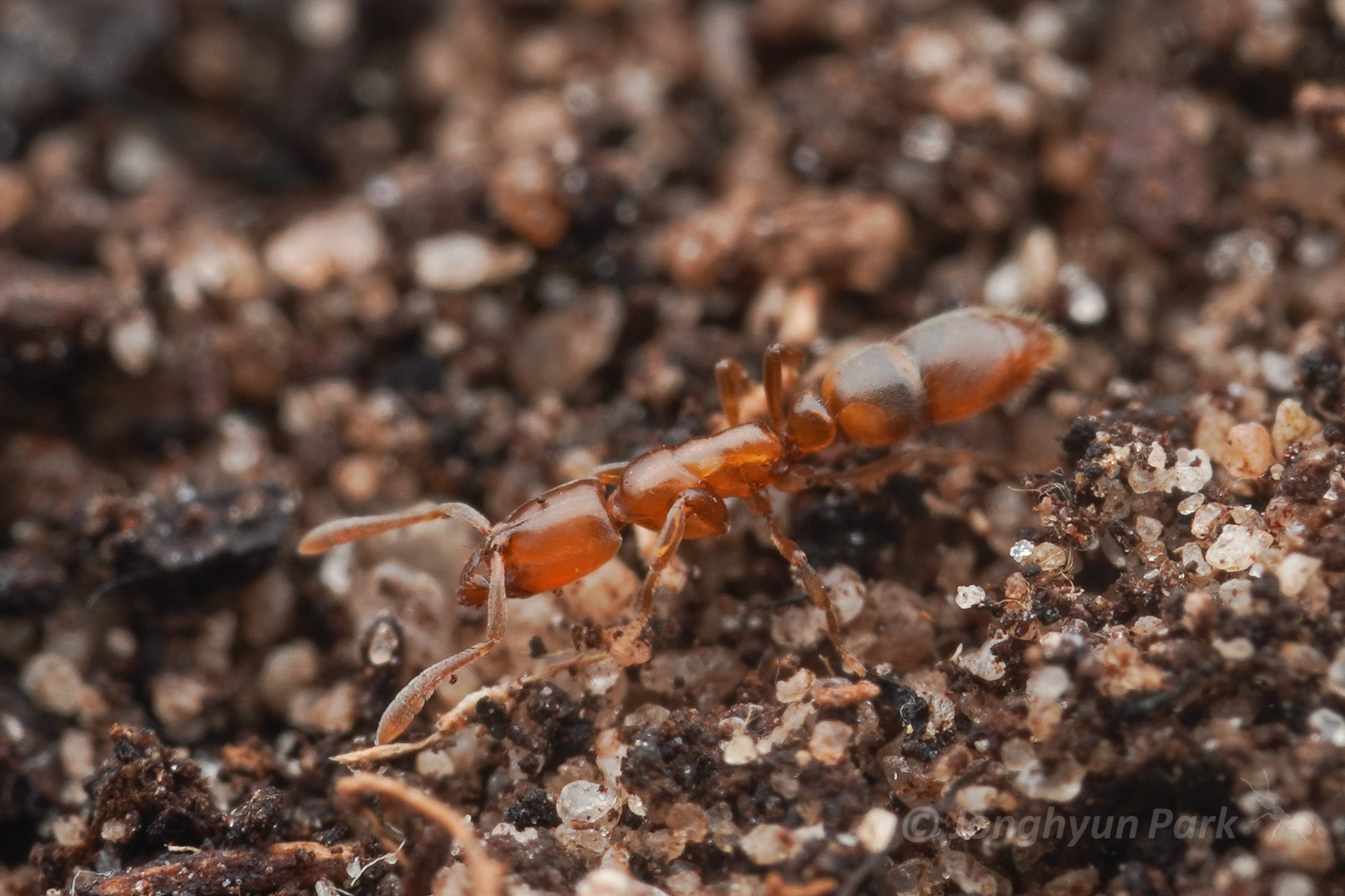 Hypoponera austra