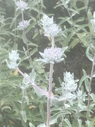 iNaturalist observation photo of purple sage