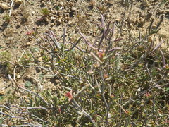 Lampranthus spiniformis