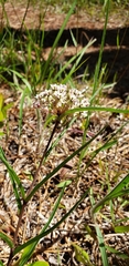 Asclepias michauxii
