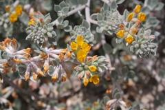 Acmispon argophyllus