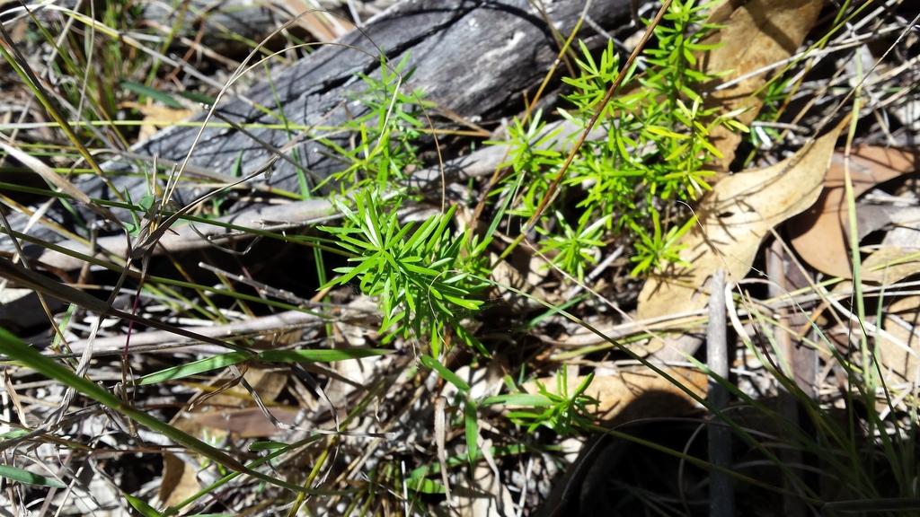 African Asparagus in September 2016 by PeterCopping · iNaturalist