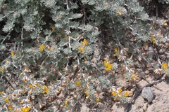 Acmispon argophyllus