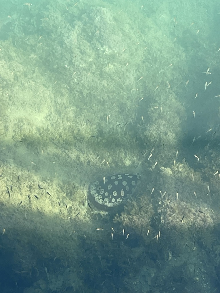 Pleurobranchus weberi