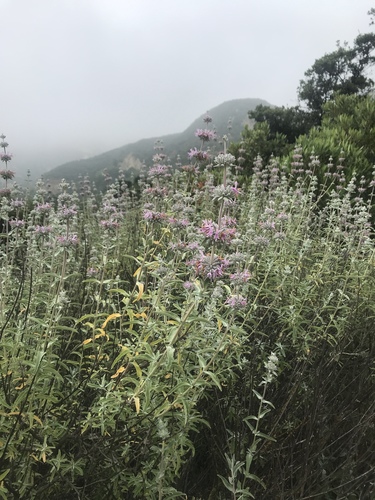 iNaturalist observation photo of purple sage