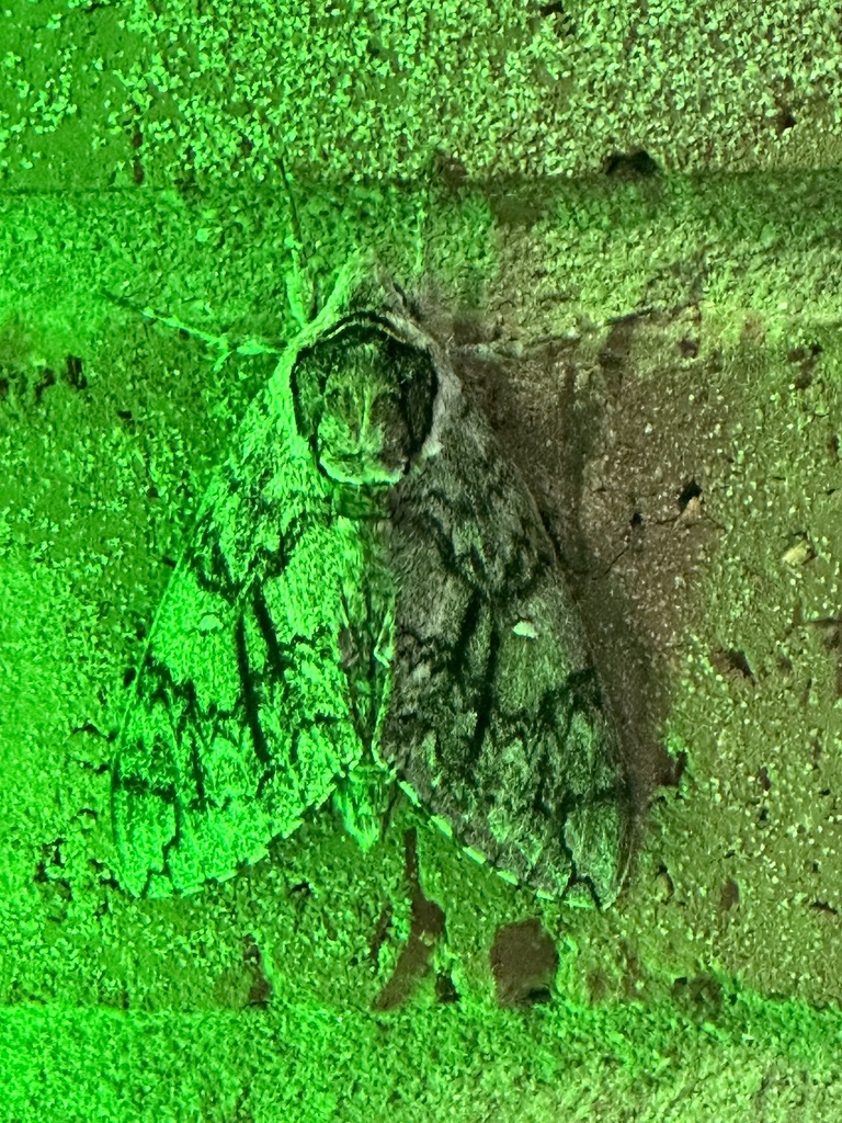 Waved Sphinx from US-377, Aubrey, TX, US on April 1, 2024 at 06:38 PM ...