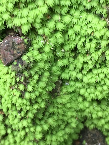 Fissidens crispulus observed 2019-04-27
