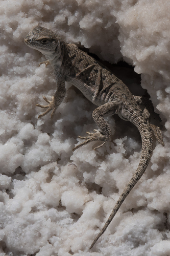 Palo Blanco Smooth-throated Lizard, Liolaemus abaucan