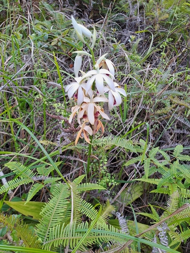 Phaius tankervilleae iNat (1)