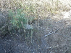 Eriospermum lanceifolium
