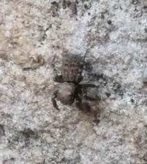 Euophrys