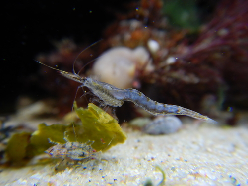 Chameleon Shrimp, photo 7 of 9