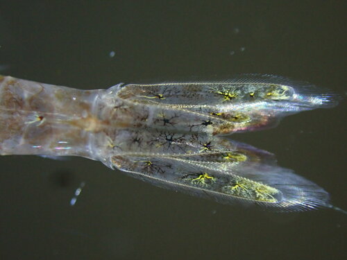 Chameleon Shrimp, photo 6 of 9
