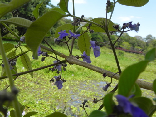 Image of Vitex cymosa by (c) Thomaz Ricardo Favreto Sinani, some rights reserved (CC BY)