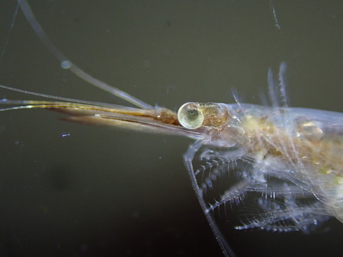 Chameleon Shrimp, photo 5 of 9