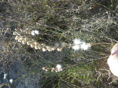 Eriospermum lanceifolium