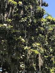 Tillandsia usneoides