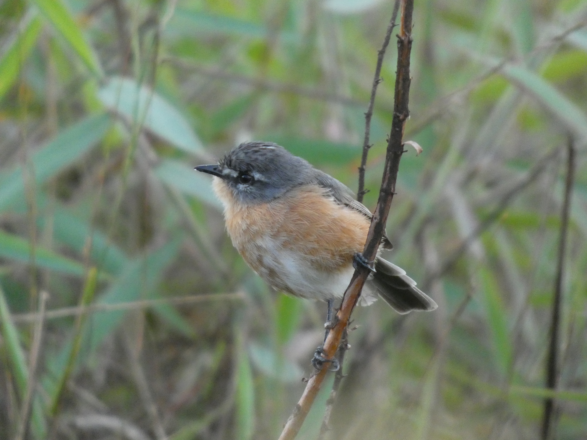 Grey-backed Tachuri (Polystictus superciliaris), photo 2