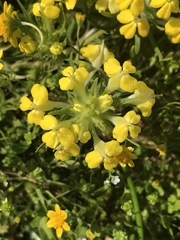 Castilleja campestris