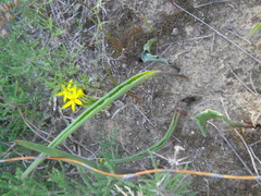 Eriospermum lanceifolium
