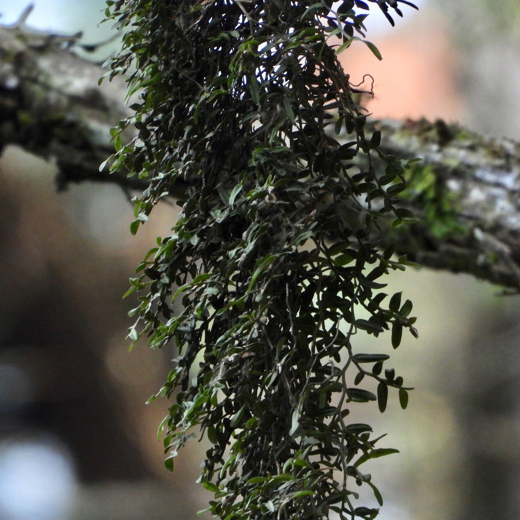 Epidendrum repens; photograph (c) Grete Pasch, some rights reserved (CC BY)
