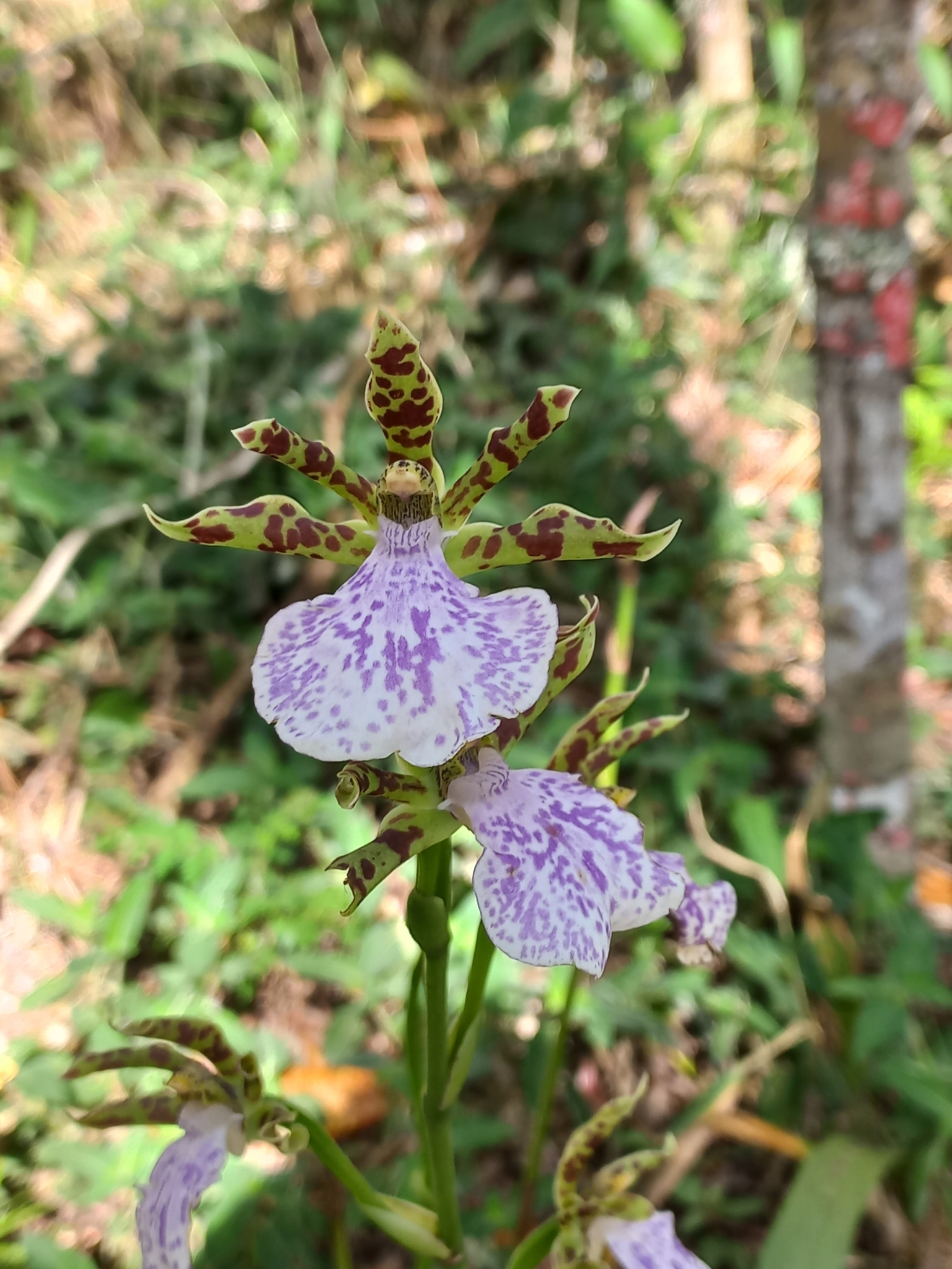 Imagem de Orquídea