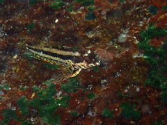 Belted Blenny photo 2