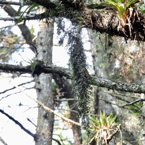 Epidendrum repens, photograph 1