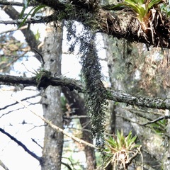 (c) Grete Pasch, some rights reserved (CC BY) Epidendrum repens, photograph (c) Grete Pasch, some rights reserved (CC BY)