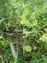 Platycnemis pennipes