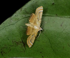 Cataclysta angulata