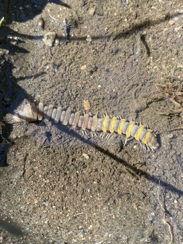 Sigmocheir furcata photo 5