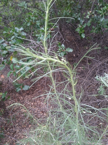 iNaturalist observation photo of California sagebrush