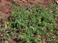 Lotus ornithopodioides