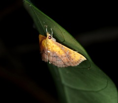 Hyalobathra micralis