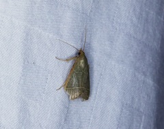 Hypsopygia nonusalis