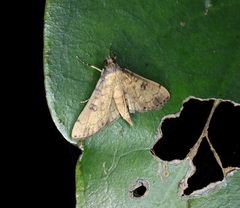 Nacoleia charesalis