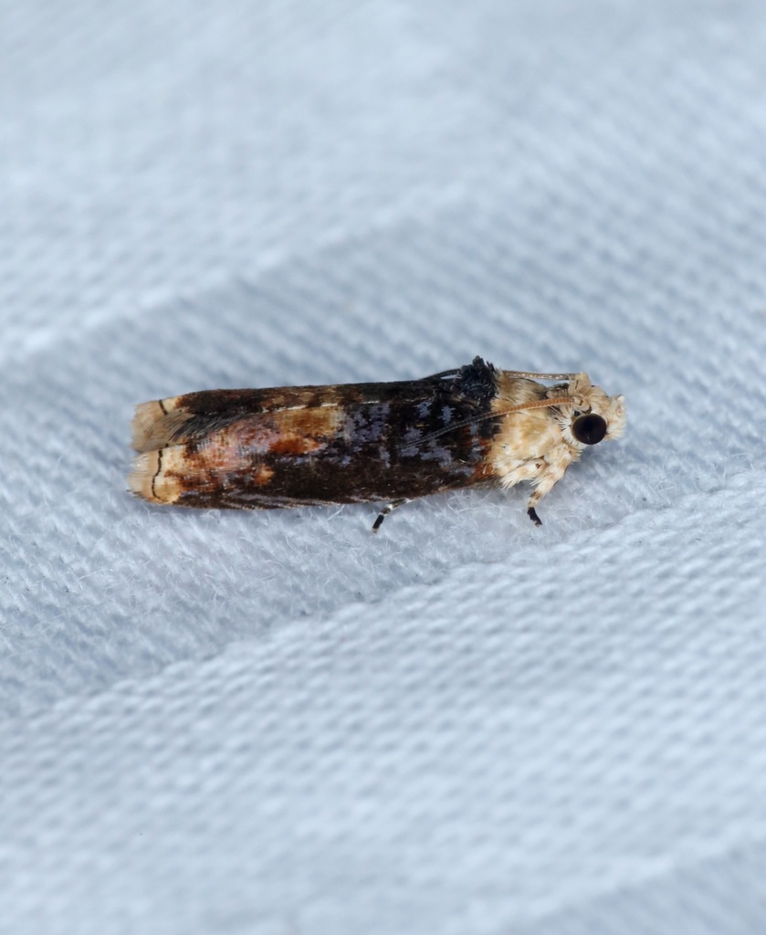 Hedya iophaea