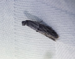 Copamyntis leptocosma