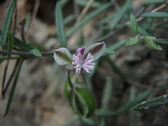 Polygala rupestris
