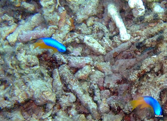 Pomacentrus auriventris