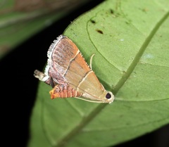 Stemmatophora flavicaput