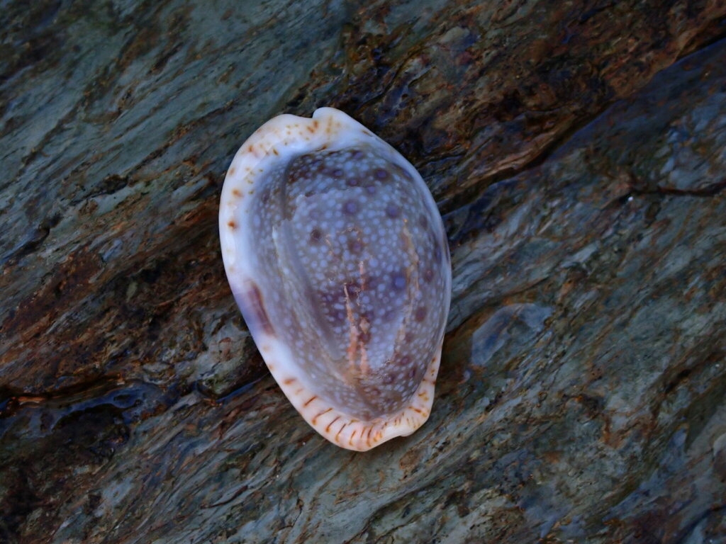 Eroded Cowry from Bundagen NSW 2454, Australia on April 2, 2024 at 09: ...