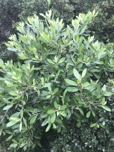 iNaturalist observation photo of Toyon