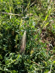 Hordeum jubatum