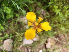 Hesperoxiphion peruvianum, photograph (c) David F. Belmonte, some rights reserved (CC BY)