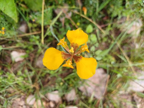Hesperoxiphion peruvianum, photograph 5
