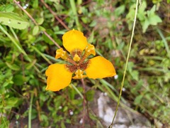 Hesperoxiphion peruvianum, photograph (c) David F. Belmonte, some rights reserved (CC BY)